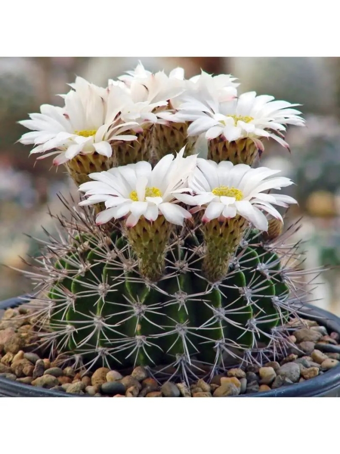 Acanthocalycium klimpelianum