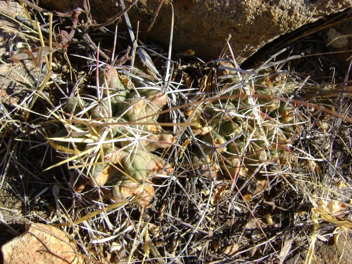 Thelocactus heterochromus