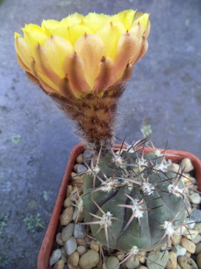 Acanthocalycium glaucum p143
