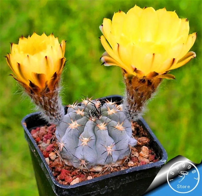 Астрофитум кактусовые