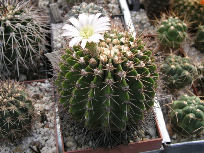 Gymnocalycium zegarrae vg 865