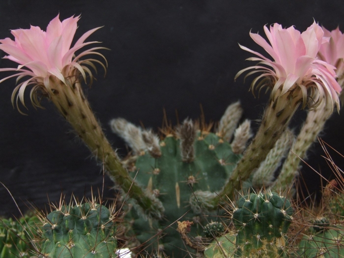 Кактус эхинопсис