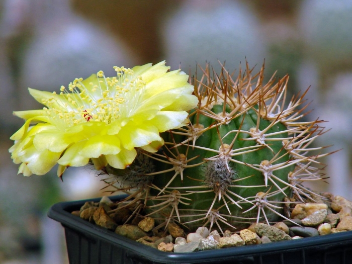 Acanthocalycium thionanthum