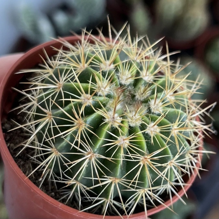 Кактус эхинокактус грузони