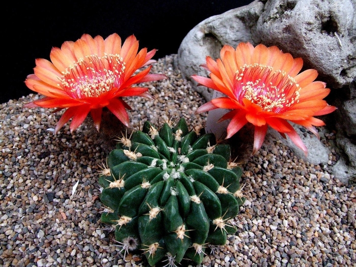 Кактус лобивия (эхинопсис)