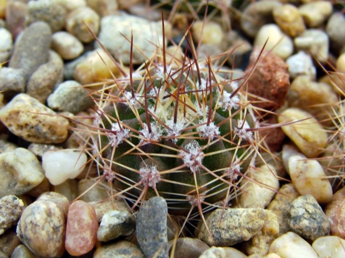 Lobivia marsoneri v. rubescens mn 27
