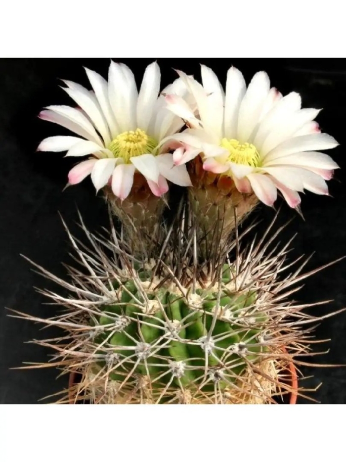 Acanthocalycium klimpelianum