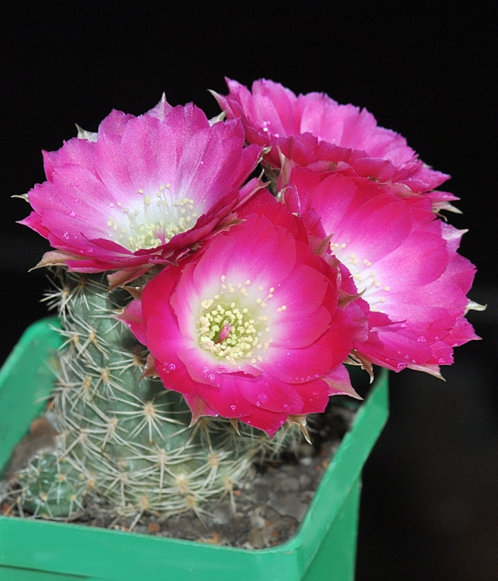 Лобивия кактус