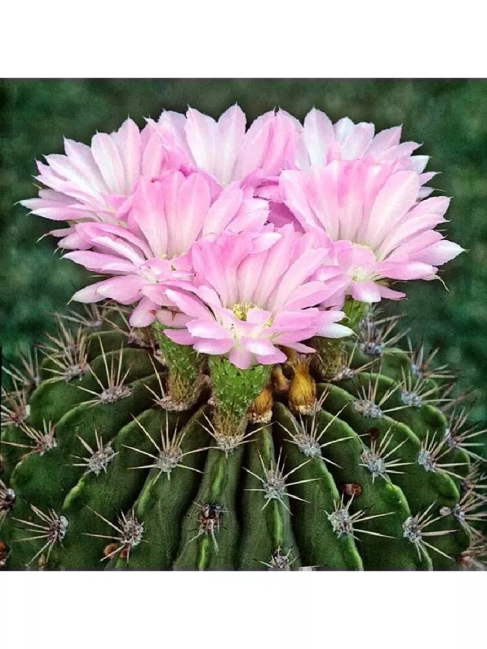 Акантокалициум виолацеум