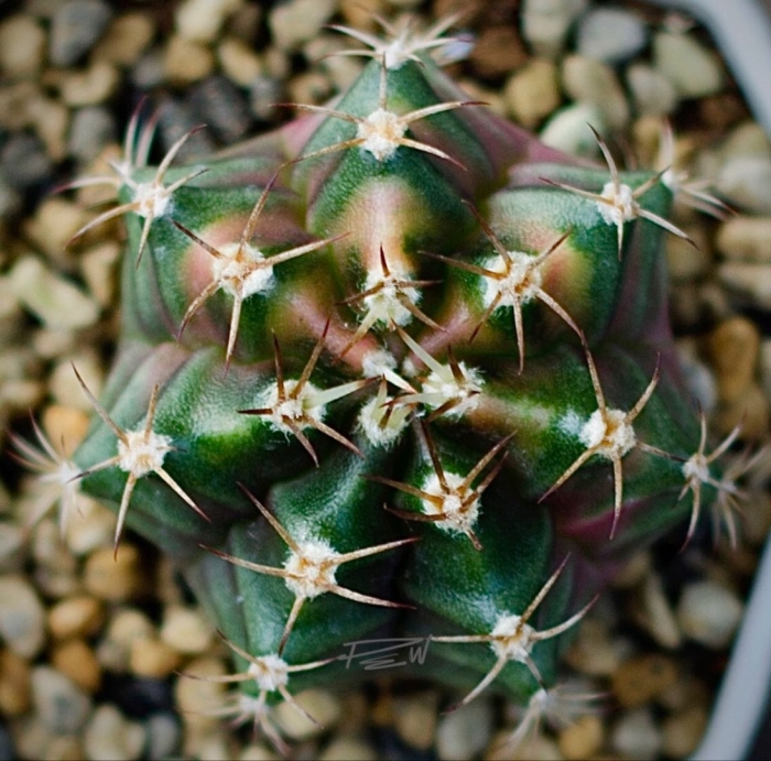 Gymnocalycium mihanovichii