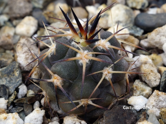 Gymnocalycium riojense vg 624