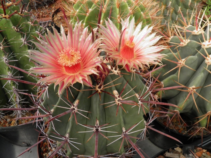 Ferocactus emoryi