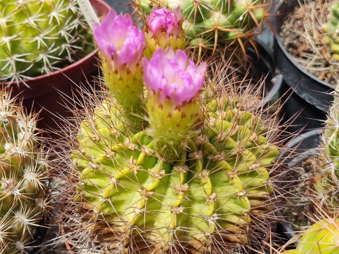 Маммиллярия удлиненная кактус