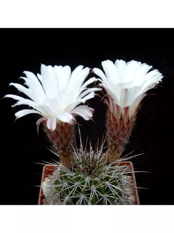 Гимнокалициум квехлианум