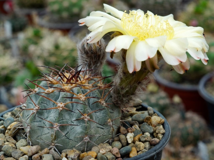Gymnocalycium borthii ssp. nogolense vg 012