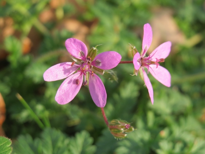 Erodium subintegrifolium