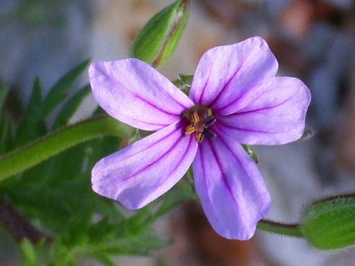 Erodium botrys