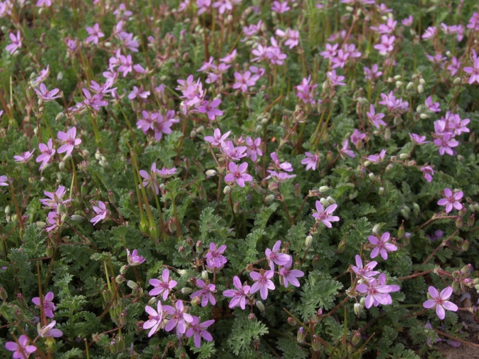 Erodium cicutarium