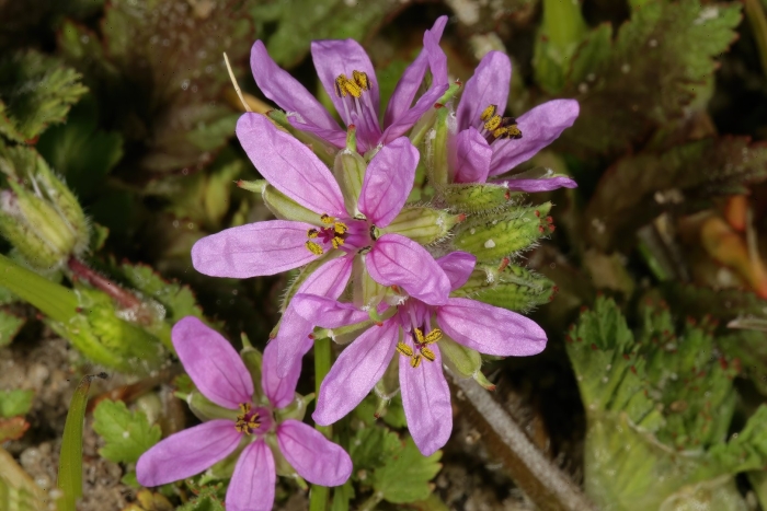 Erodium corsicum