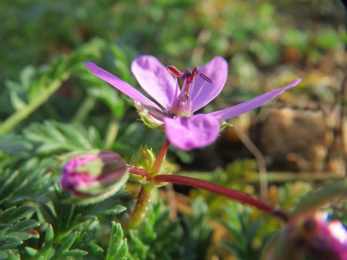 Erodium cicutarium