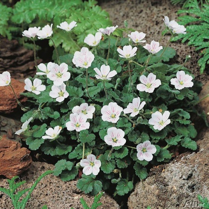 Аистник альба