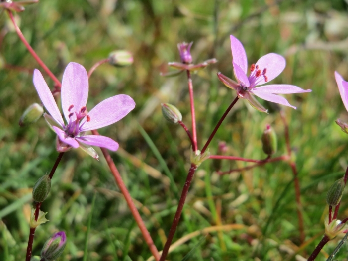 Erodium subintegrifolium