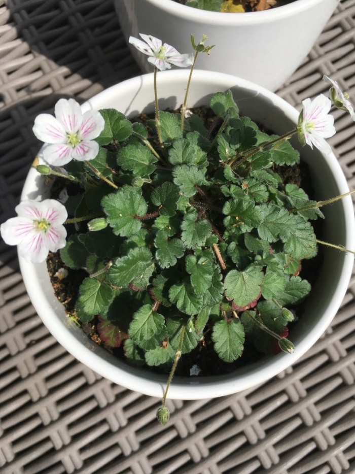 Erodium reichardii