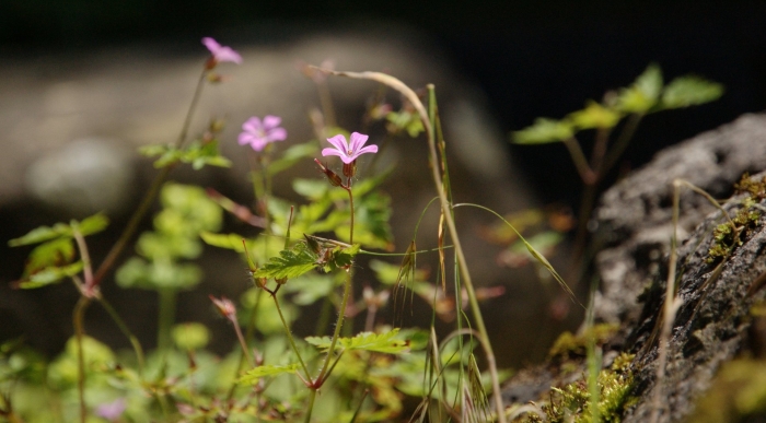 Geranium robertianum
