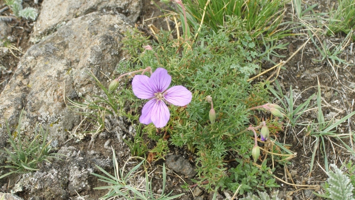 Geranium collinum