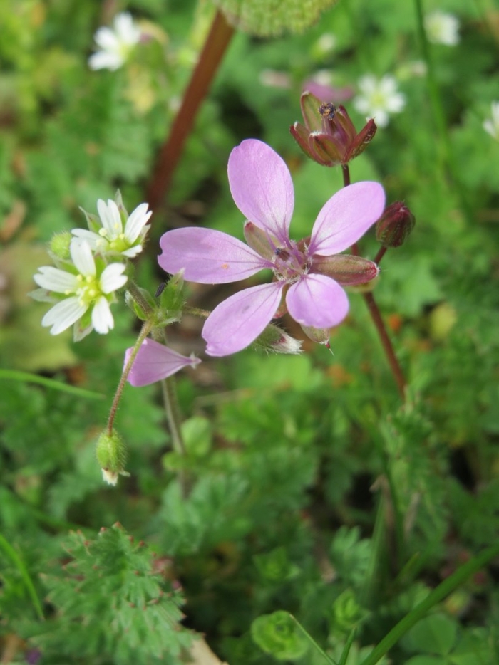 Erodium cicutarium