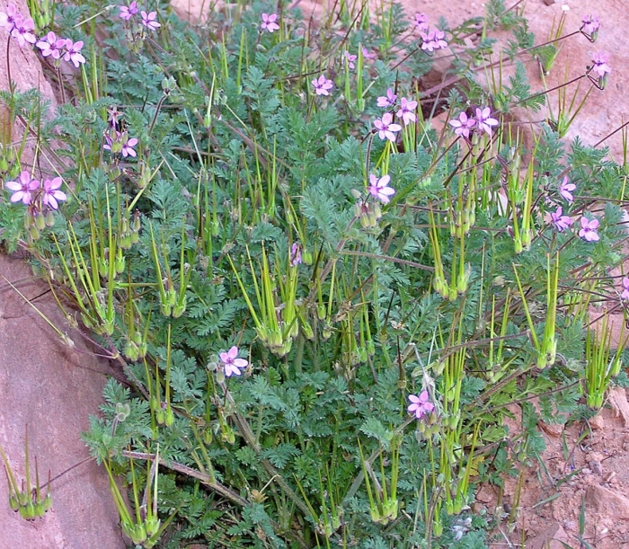 Erodium cicutarium