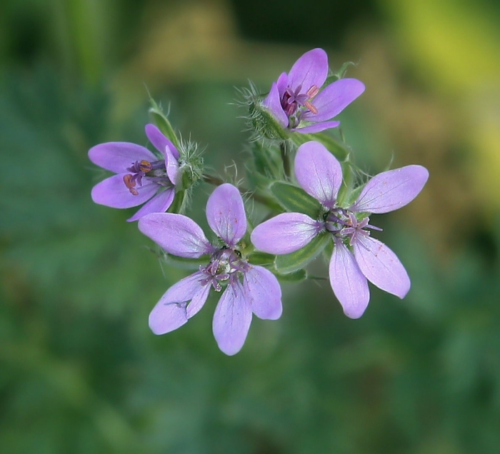 Аистник цикутовый (erodium cicutarium)
