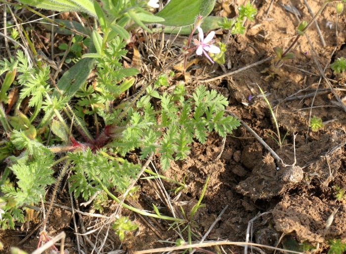 Аистник обыкновенный