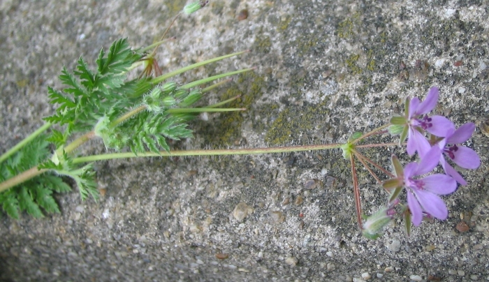Erodium tataricum
