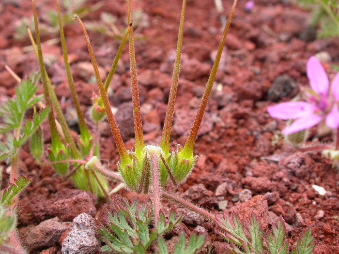 Erodium absinthoides armenum