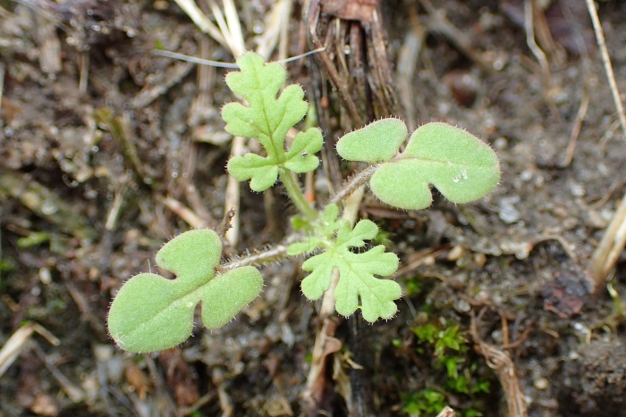 Аистник обыкновенный всходы