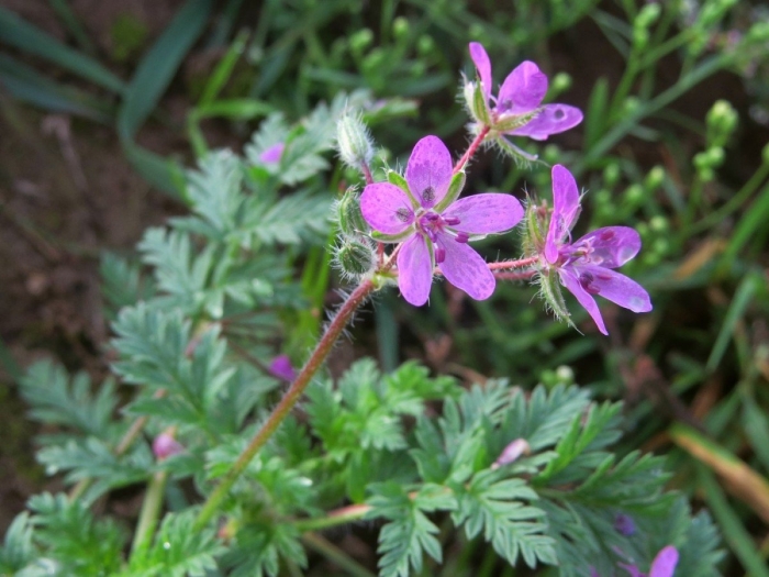 Аистник стефана