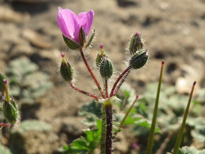 Аистник стевена