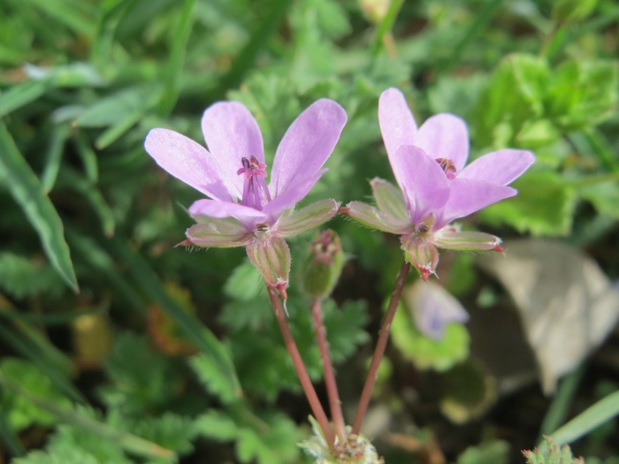 Erodium cicutarium