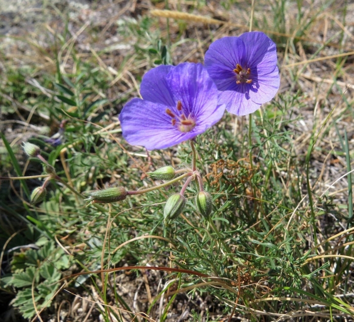 Erodium tataricum