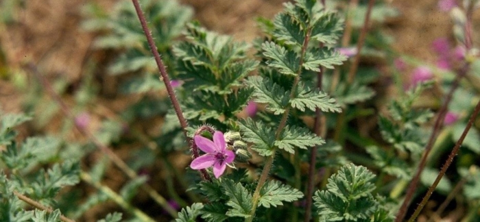 Аистник цикутовый