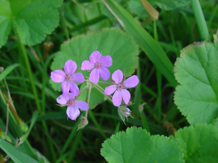 Erodium malacoides