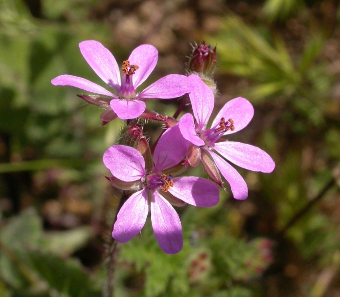 Аистник обыкновенный