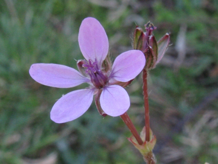 Erodium cicutarium