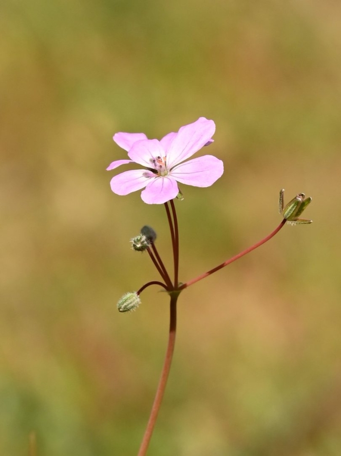 Аистник обыкновенный