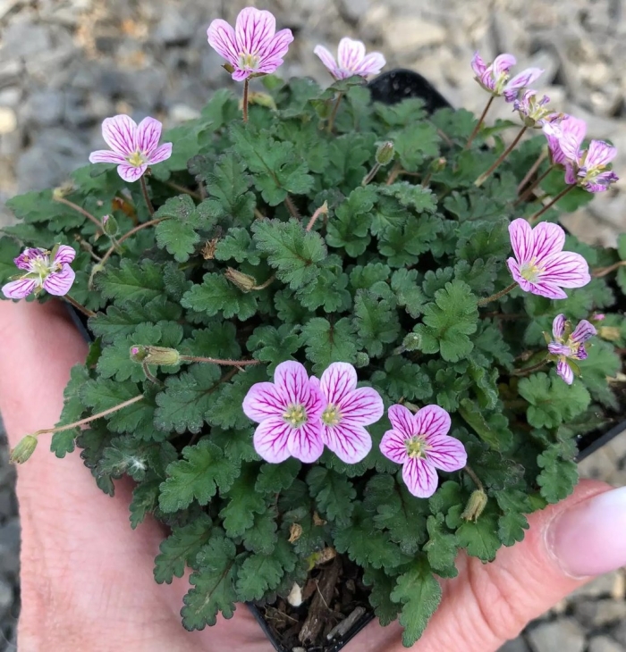 Аистник дубровниковидный