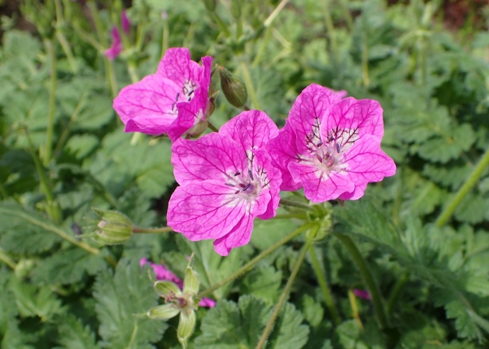 Герань болотная geranium palustre