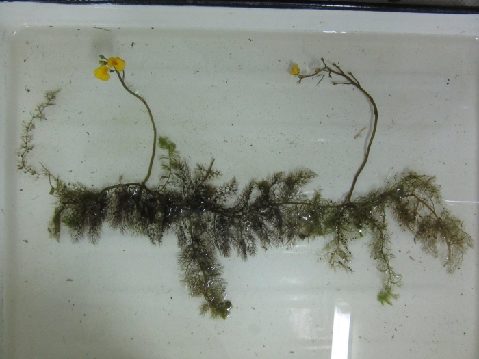 Myriophyllum verticillatum