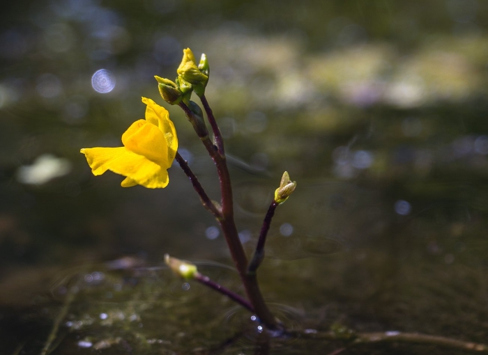 Utricularia vulgaris