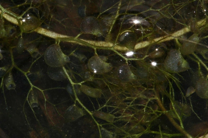 Utricularia vulgaris